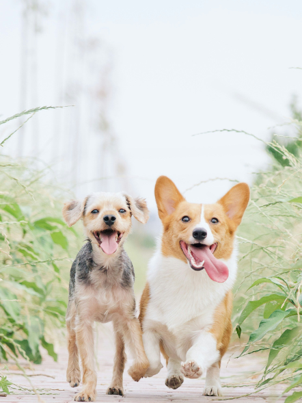 About Nysea Dogs