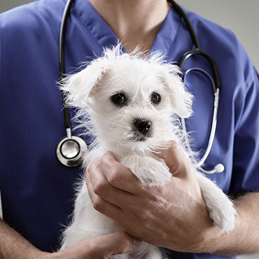 Dog Grooming