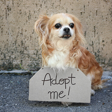 Dog Rescue