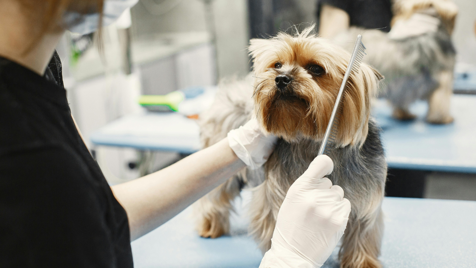 Green Care Service - Nysea Dogs