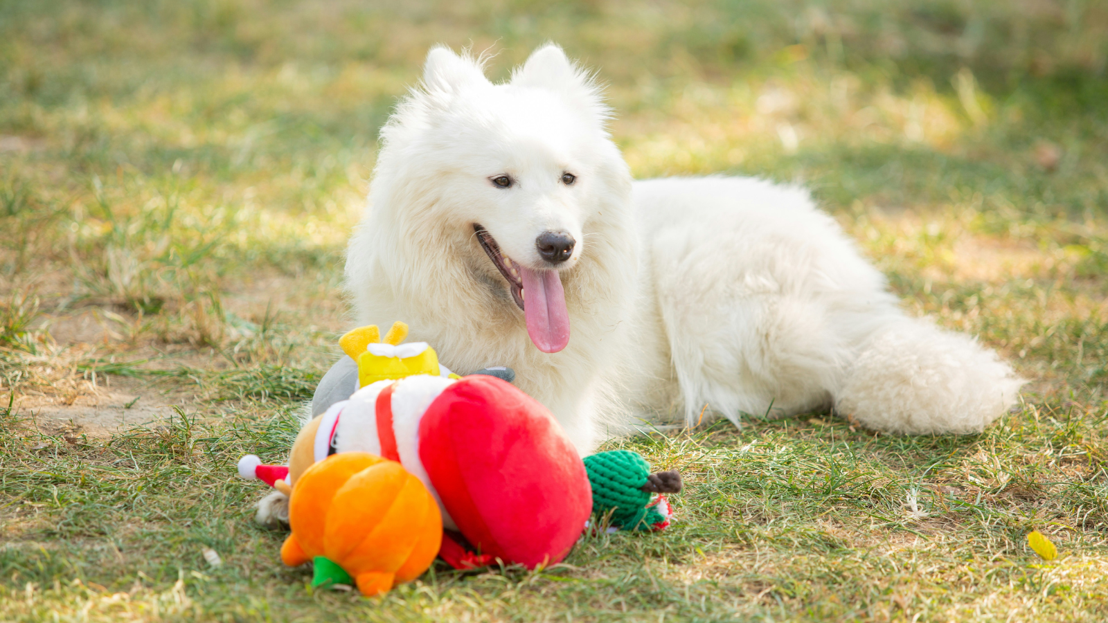 Play Essentials - Nysea Dogs