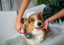 Professional pet grooming session